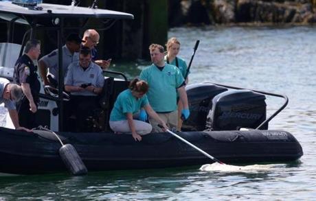 Staff members from the New England Aquarium and Boston Police examined the remains of a large animal near the Black Falcon Cruise Terminal. 
